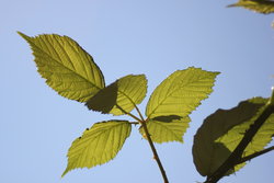 green leaves