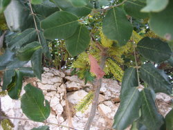 Green leaves