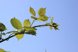 green leaves against the blue sky