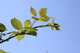 green leaves against the blue sky