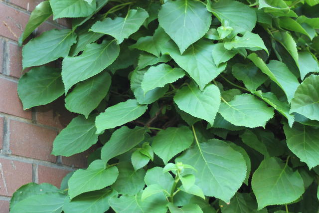 Green Leaves and red bricks - free image