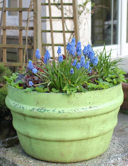 green pot with blue flowers - free image