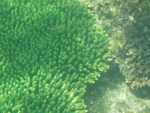 green sea anemone - free image