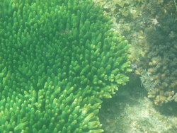 green sea anemone