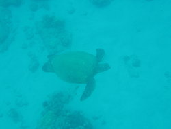 Green Sea Turtle