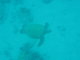 Green Sea Turtle