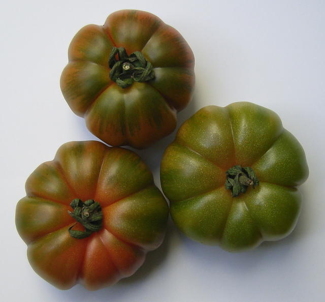 green tomatoes - free image