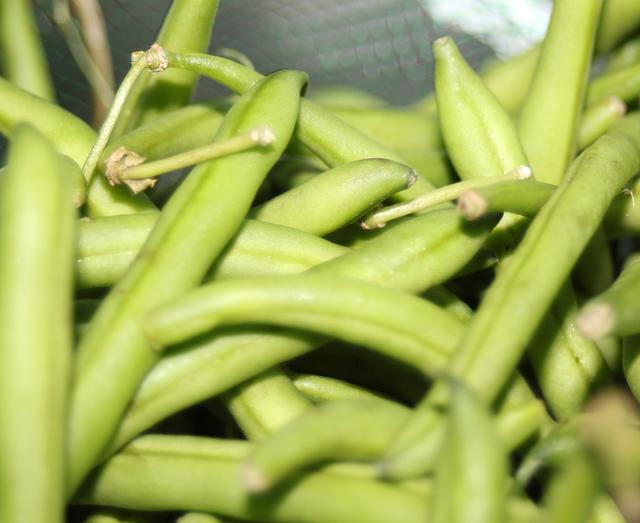 green vegetables - free image