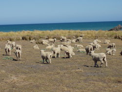 Group of Animals