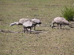 Group of gooses