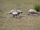 Group of gooses