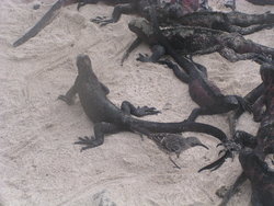 group of iguana