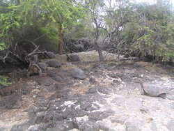 group of land turtles