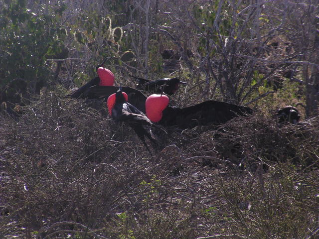 group of male frigate birds - free image