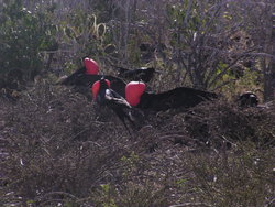 group of male frigate birds