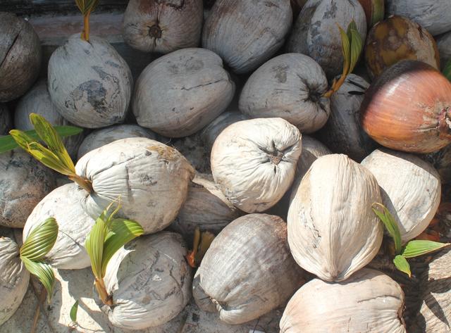 growing climate of coconut - free image