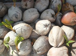 growing climate of coconut