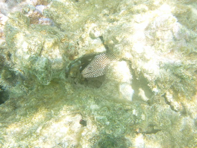 Guineafowl Puffer - free photo Guineafowl Puffer - free image