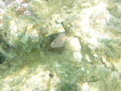 Guineafowl Puffer