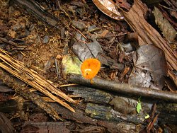 hairy mushroom