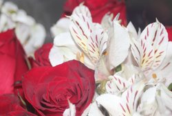 hand picked flowers