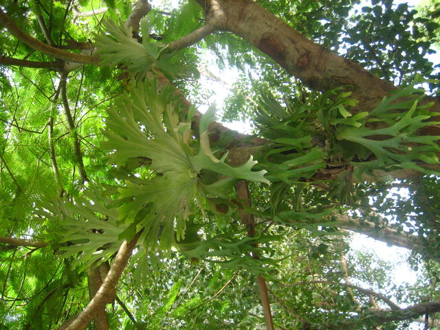 hanging parasitic green - free image