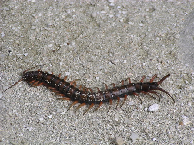 Hawaiian centipede - free image