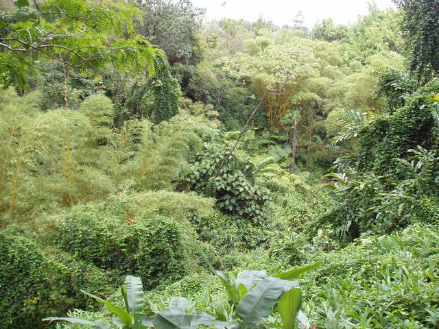 Hawaiian jungle - free image