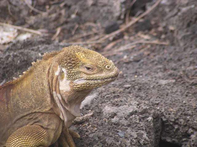 head of Wild lizard - free image