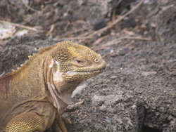 head of Wild lizard