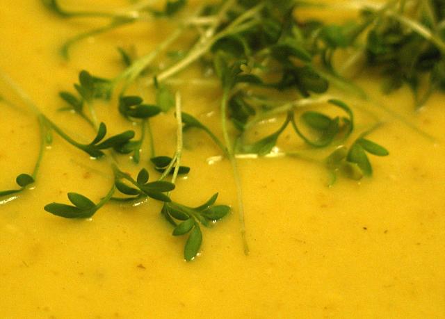 herbal pumpkin soup - free image