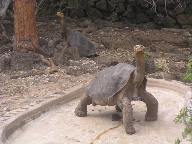 herbivorous tortoise - free image