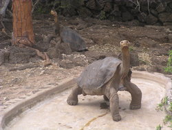herbivorous tortoise