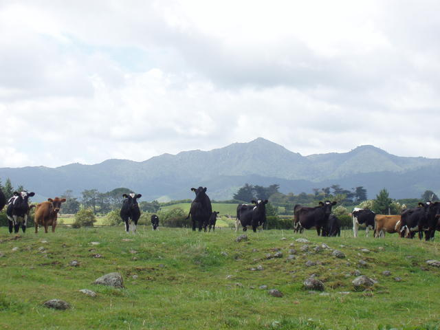 herd of cattle - free image