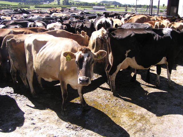 Herd of cattle - free image