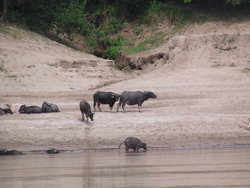 Herd of cattle