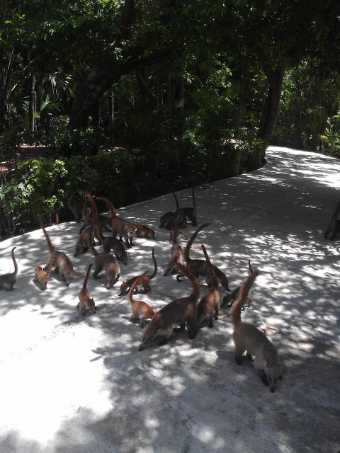 herd of coatis - free image