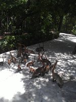 herd of coatis