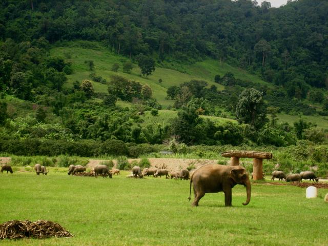 herd of elephant - free image