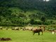 herd of elephant