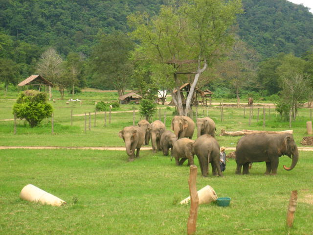 herd of elephants - free image