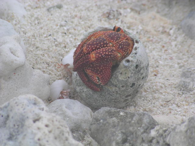 hermit crab - free image