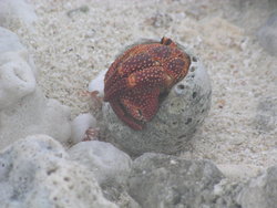 hermit crab