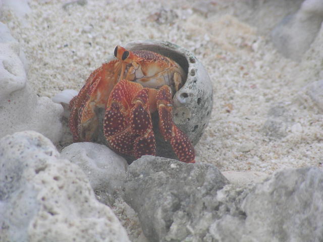 Hermit Crab - free image