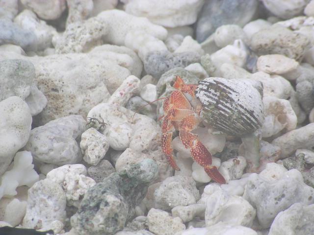 hermit crab - free image