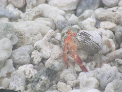 hermit crab