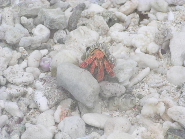 hermit crab - free image