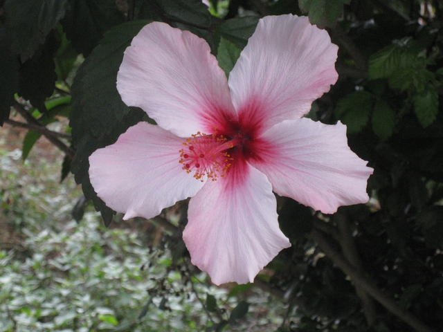 Hibiscus - free image