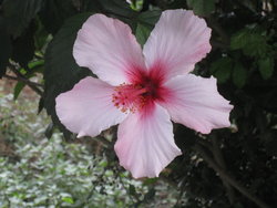 Hibiscus