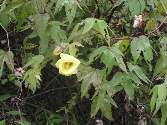 Hibiscus Flower - free image